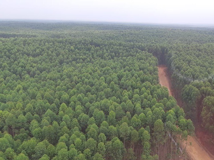 forest
