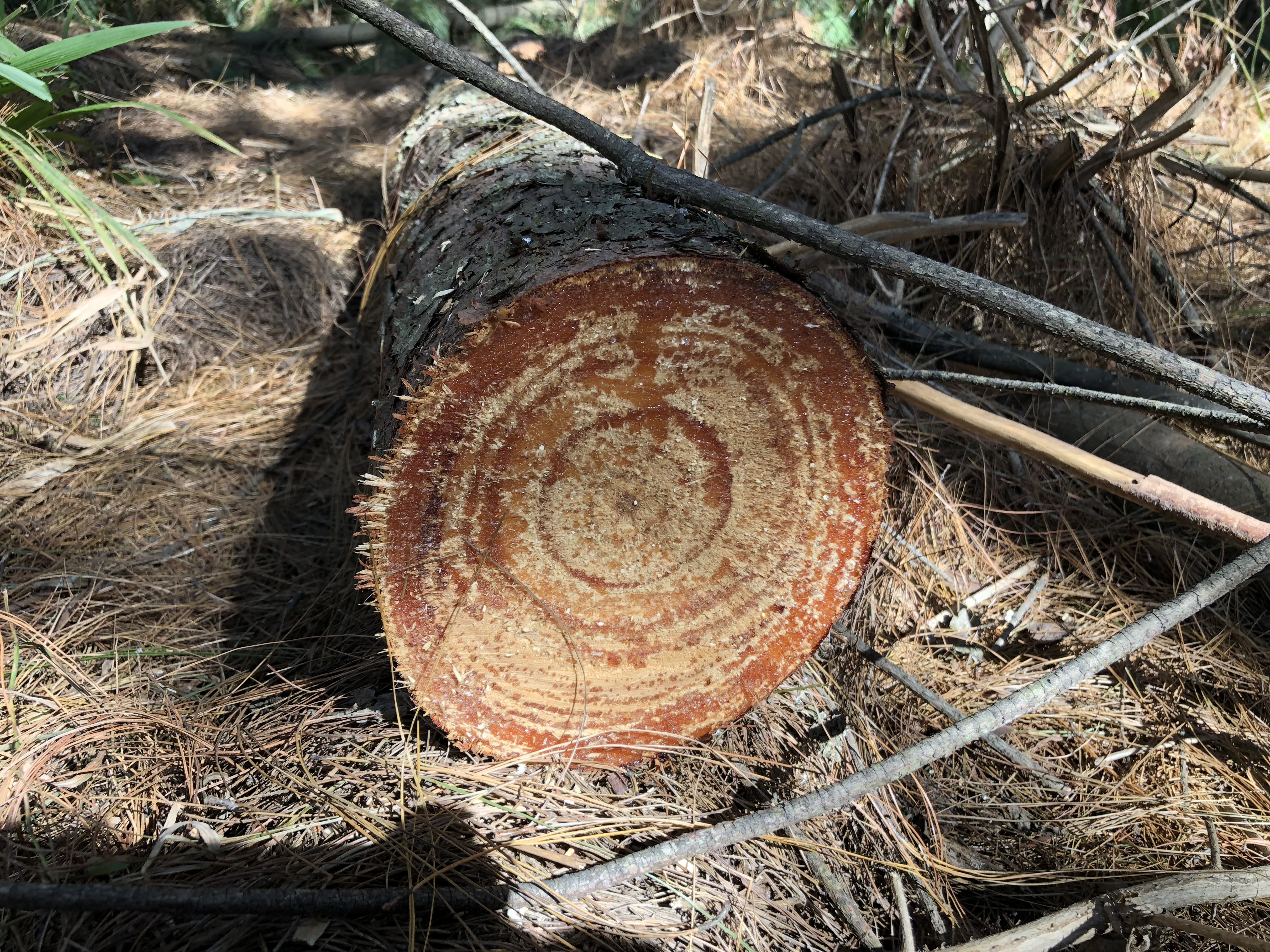 forest timber